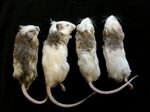 4XL Multimammate 70 - 80g - Reptile Pet Supplies