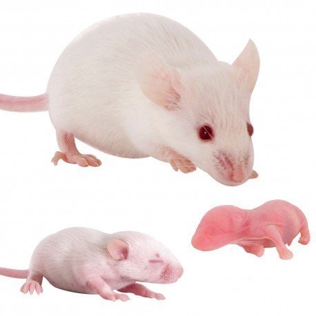 Frozen Hopper Mice (5 - 9g) - Reptile Pet Supplies