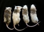Large Multimammate 30 - 40g - Reptile Pet Supplies