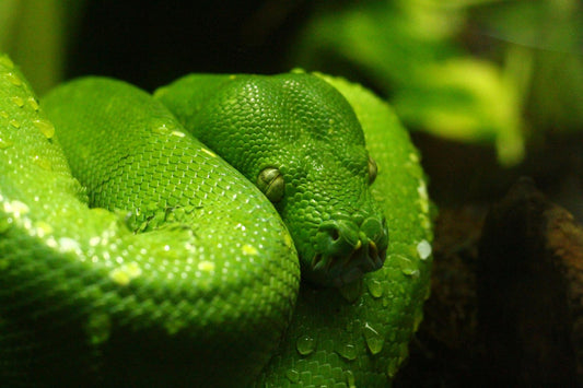 The Influence of Diet on Green Pythons: Insights into Size and Morphology - Reptile Pet Supplies