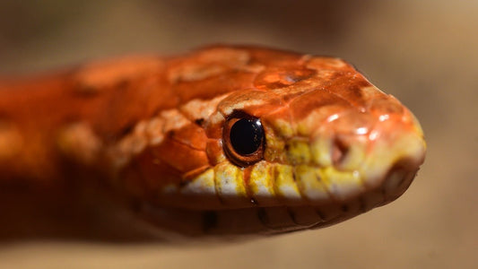 Understanding Your Pet Snake's Feeding Habits: Insights from Corn Snakes - Reptile Pet Supplies