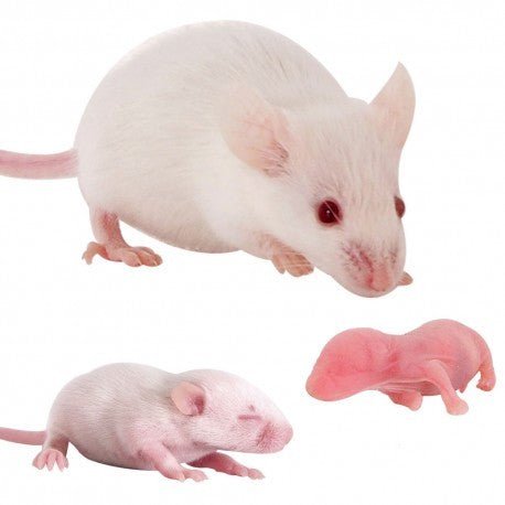 Frozen Fuzzy Mice - Reptile Pet Supplies