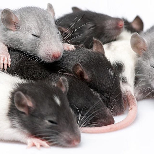 Frozen Rat Pups - Reptile Pet Supplies