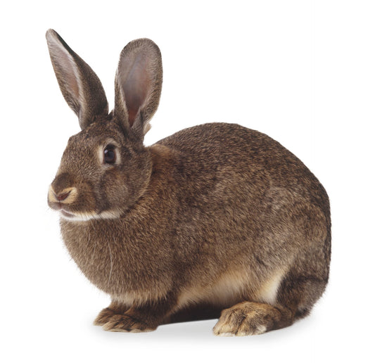 Large Rabbit (1 - 2kg) - Reptile Pet Supplies